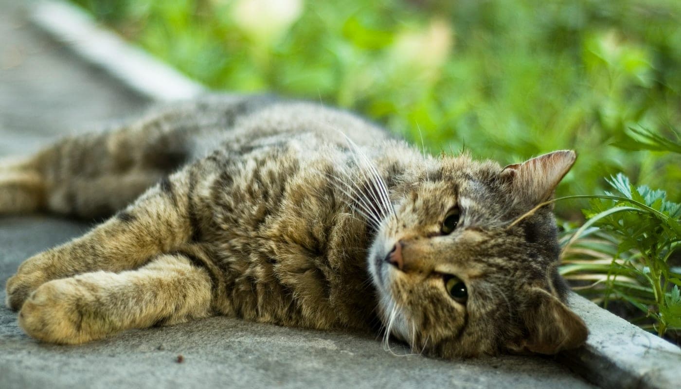 A rescue cat looking for a forever home