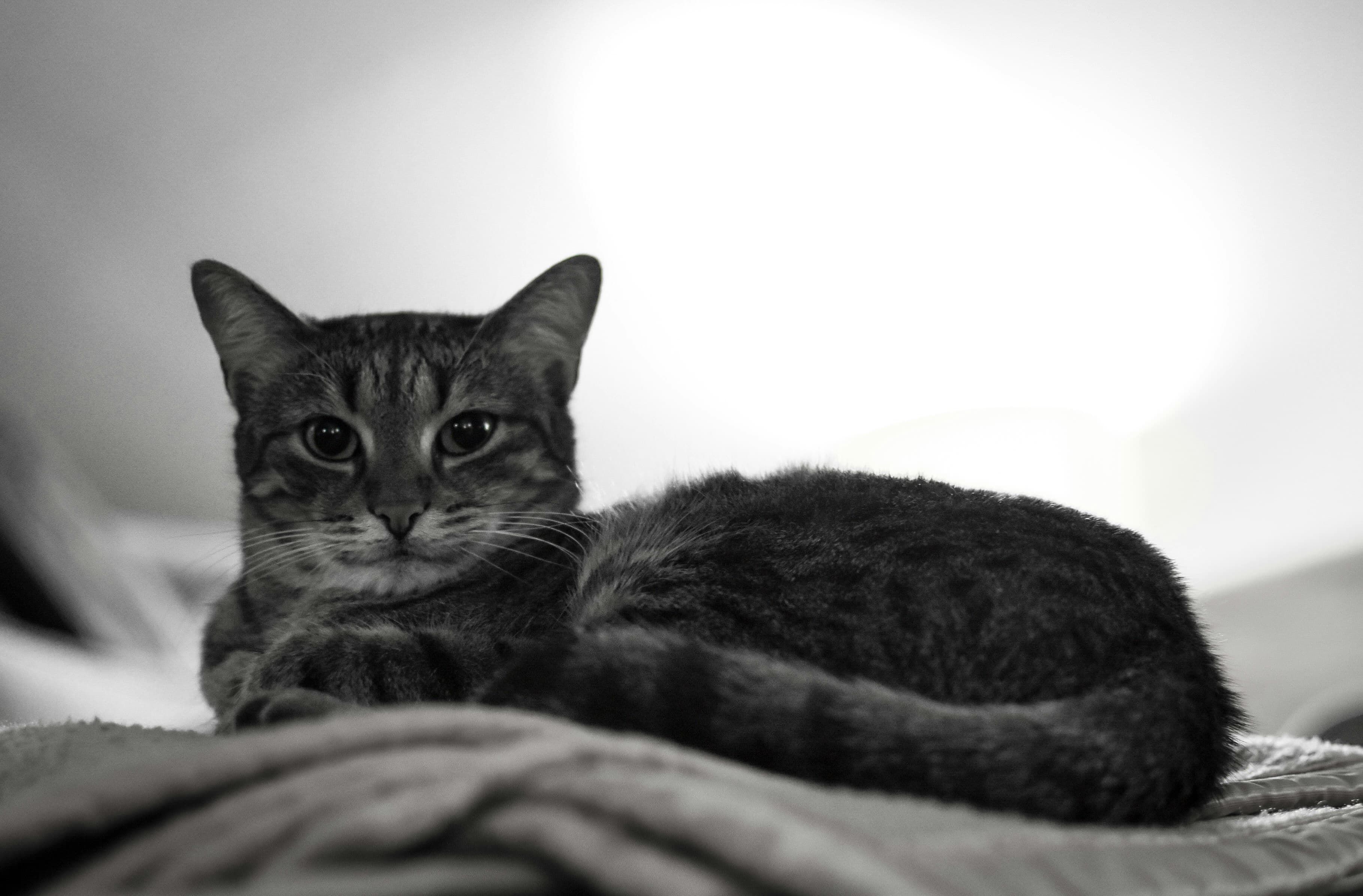 Whiskers found his forever home