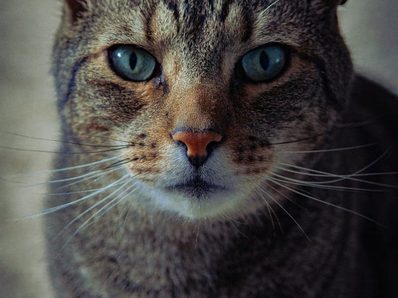 Oliver
